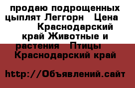 продаю подрощенных цыплят Леггорн › Цена ­ 130 - Краснодарский край Животные и растения » Птицы   . Краснодарский край